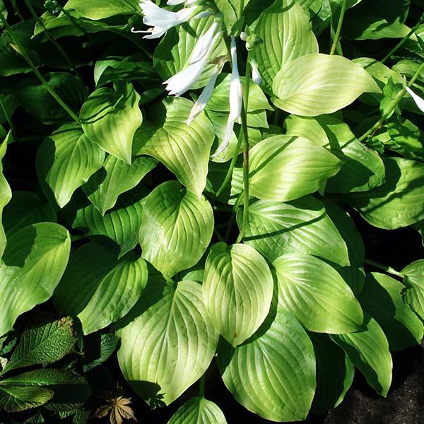 Хоста Роял Стандарт